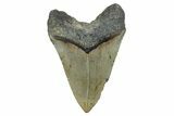 Fossil Megalodon Tooth - North Carolina #274782-2